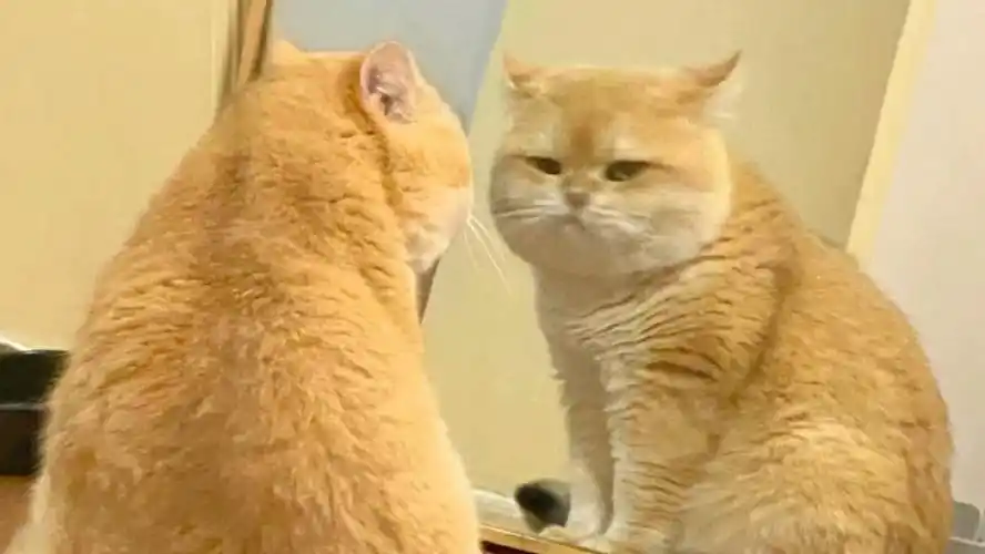 照镜子的肥猫猫