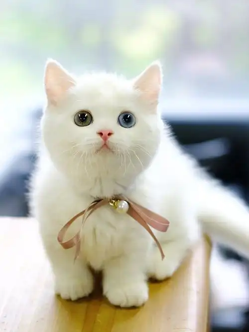 精品纯白异瞳矮脚妹妹白色英短曼基康白猫