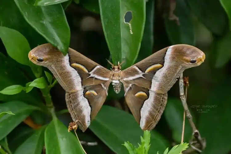 世界最大的蛾类——霸王蝶