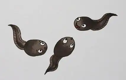小蝌蚪的简笔画画法步骤图