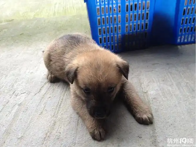 求领养,一个月大的小黑土狗(有图了)狗狗已送完,鞠躬