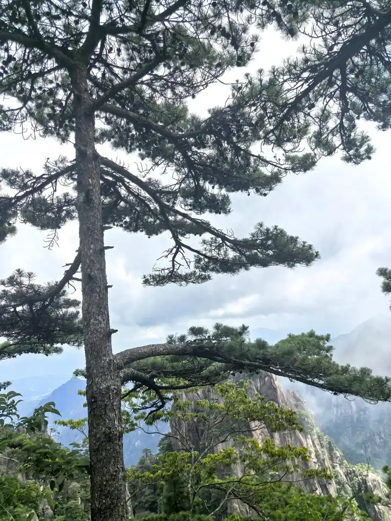 千奇百怪的松,它们夹在石头缝中,生活了千万年,虽饱经风霜的打