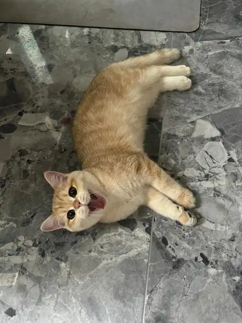 4个月公猫金渐层体重