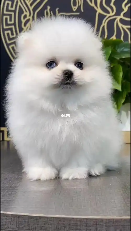 重庆本地犬舍繁殖纯种精品小体博美