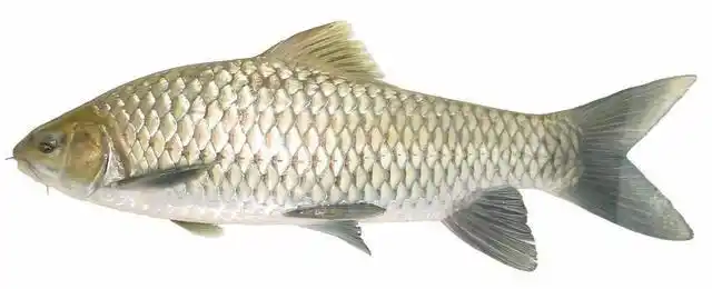 石莲冷水鱼一一一清波鱼