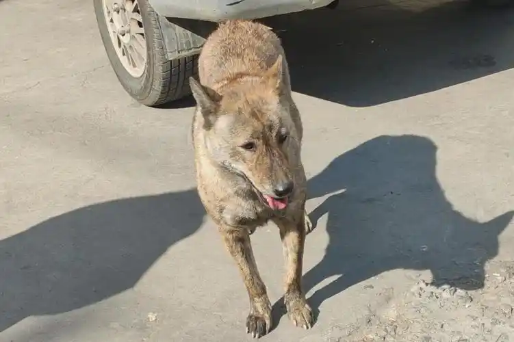 这么好看的巨型虎斑土狗也要被卖掉了价格还非常便宜