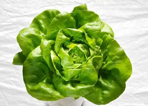 butter lettuce 奶油莴苣