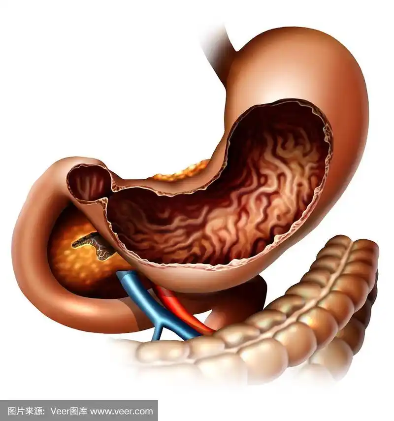 胃在人体内的位置示意图