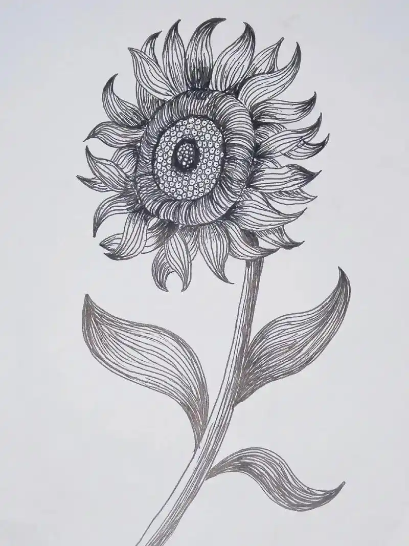 四个圆就可以画向日葵#一起学画画 #画渣日常 #线描画@抖音 - 抖音