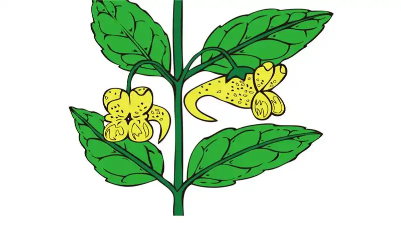 凤仙花怎么画 - 简笔画 - 懂得