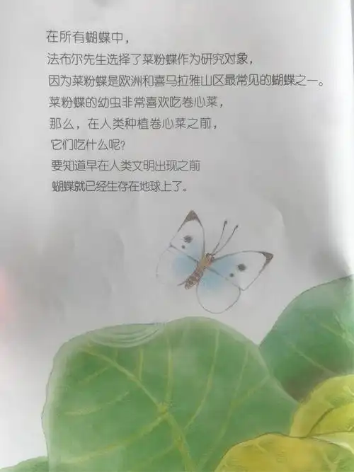 法布尔昆虫记-蔬菜大食客-菜粉蝶