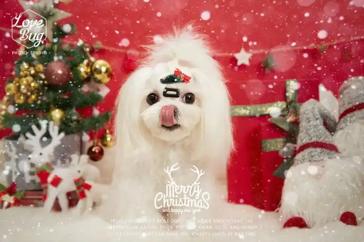 整整齐齐过圣诞