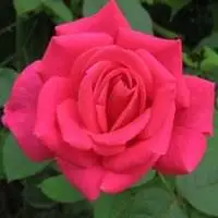 玫瑰花头像唯美图片_微信头像图片大全