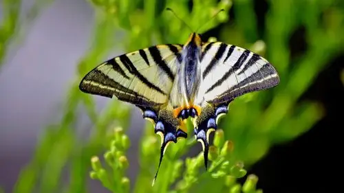 蝴蝶,翅膀,模糊,绿叶 壁纸