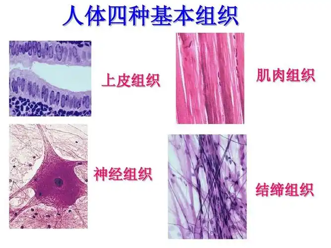 人体四种基本组织 上皮组织 肌肉组织 神经组织 结缔组织