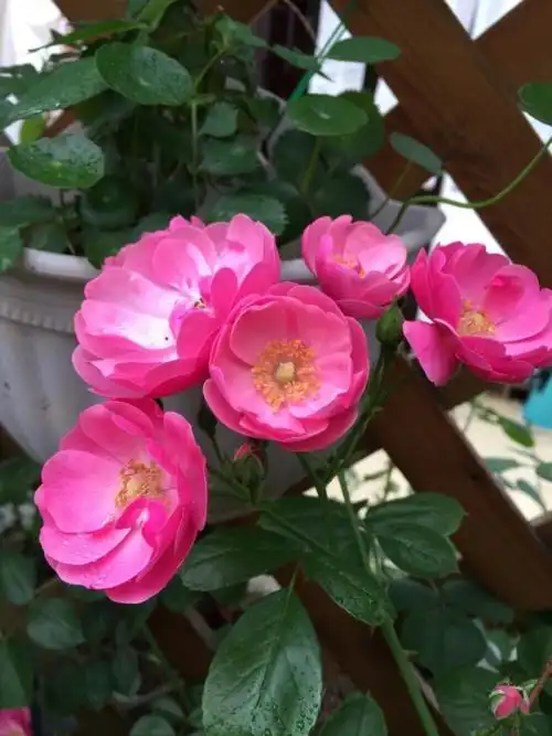 藤本月季安吉拉