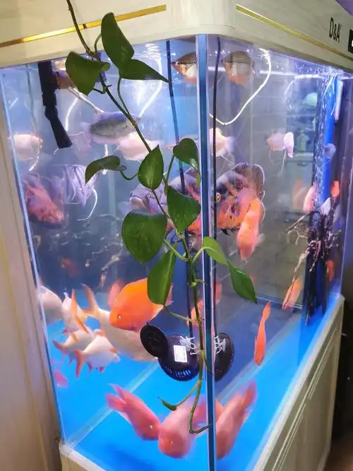 裸缸又加绿萝和沉木 - 鹦鹉鱼玩家 - 龙巅鹦鹉鱼