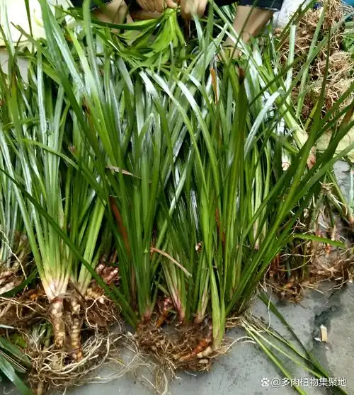 溪边的石头上,有1种"石菖蒲",比兰花好看,许多人去挖,值钱