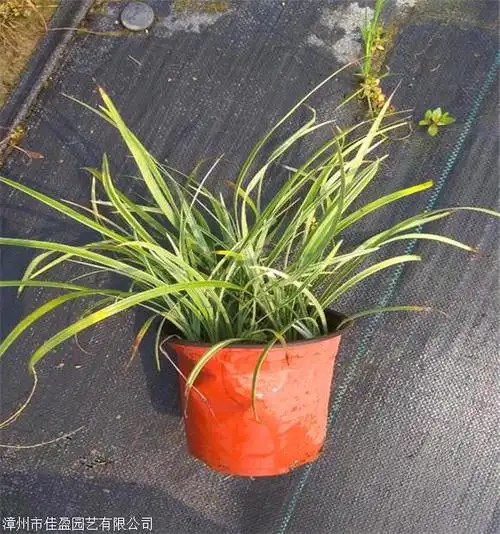 沿阶草袋苗四川沿阶草批发自家苗圃出售