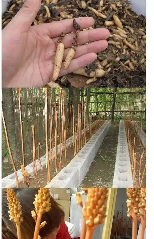 天麻种子天麻0代种1代天麻种苗天麻种麻