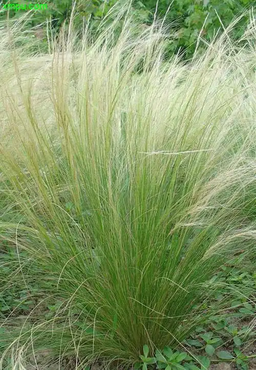 羽毛草图片及羽毛草种类