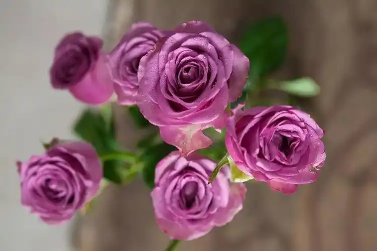 冷美人玫瑰近几年来紫色系主题常选用的品种,比紫皇后颜色深,花色冷艳