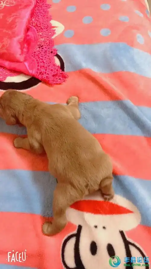 天赐神犬,金毛寻回犬天生没有尾巴,一个新的品种就要诞生了!