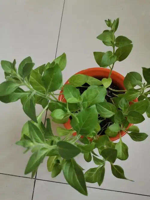 之美—向上的矮牵牛