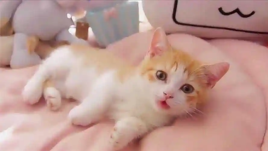 小奶猫的声音太甜了,对着主人撒娇,奶声奶气的,要被融化了呢