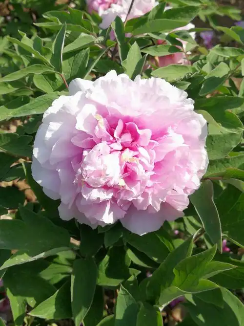 荷泽曹卅牡丹园观赏牡丹花