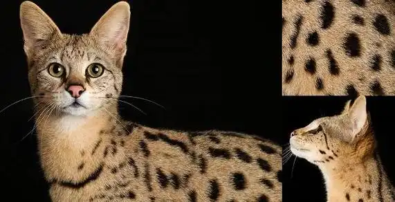 阿瑟拉猫世界上最昂贵的猫品种之一俗称迷你豹子