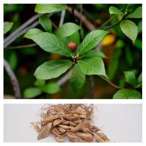 树根广西河源梅州特产野生白花牛奶牛乳老火其他药食同源食品