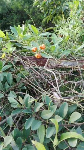 铁路边上的护栏网上长的一种藤蔓植物!结的果很特别,于