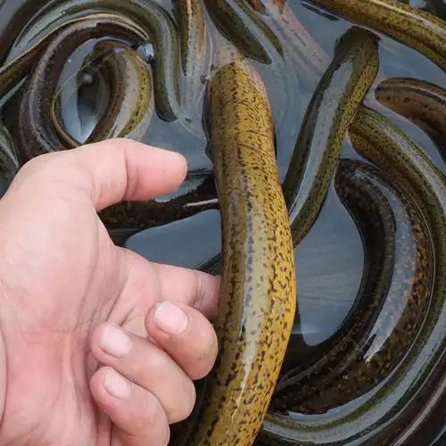 湖北土黄黄鳝超大野生鳝鱼小苗苗子新鲜活体淡水鱼类