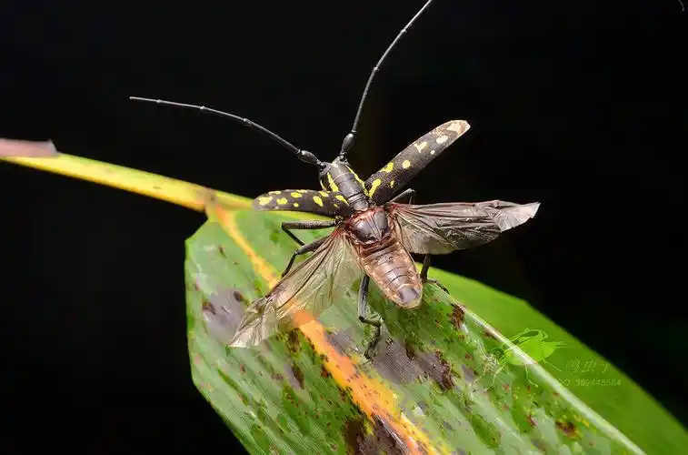 黄星天牛 - 鸣虫子 - 图虫