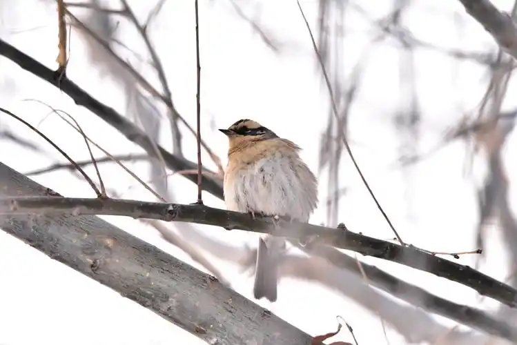 冰天雪地里的那些精灵