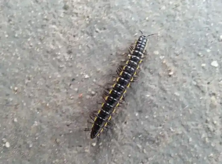 千足虫什么杀虫剂能够消灭干净.