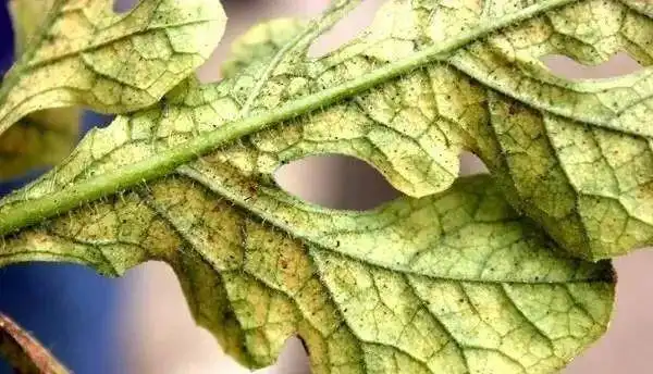 红蜘蛛危害症状