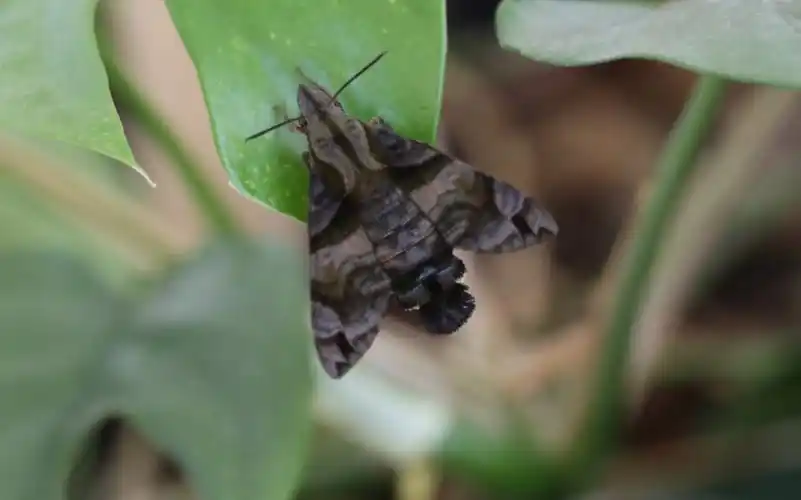 黑长喙天蛾部分生活史