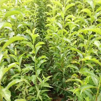 云南丽江李子苗新品种云南丽江李子苗多少钱一棵