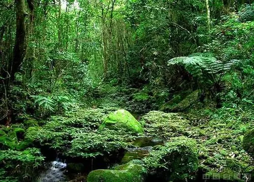 你见过原始森林吗?到这里来看看!