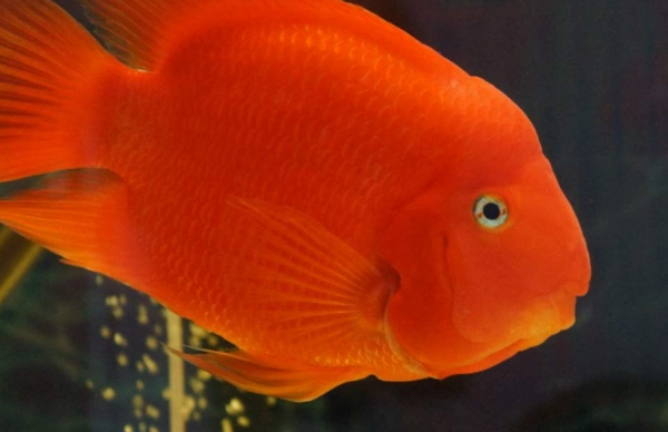 元宝凤凰鱼相关