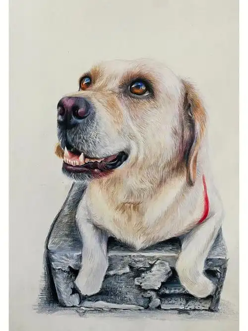 彩铅画狗狗