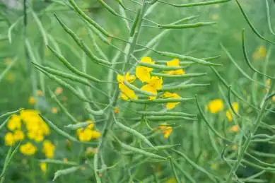 春天绿色的油菜荚果