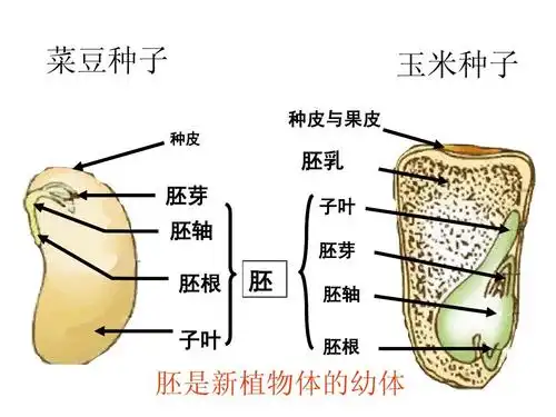 种子 胚乳 胚芽 胚轴 胚根 子叶 子叶 胚芽 胚 胚轴 胚根 胚是新植物