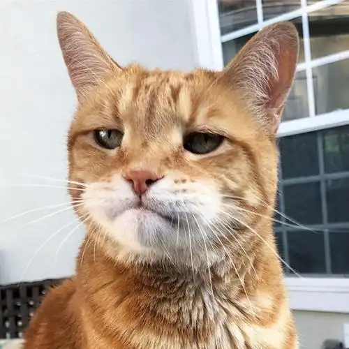 日本喵星人marley天生一副丧表情完美展现一只傲娇猫主子