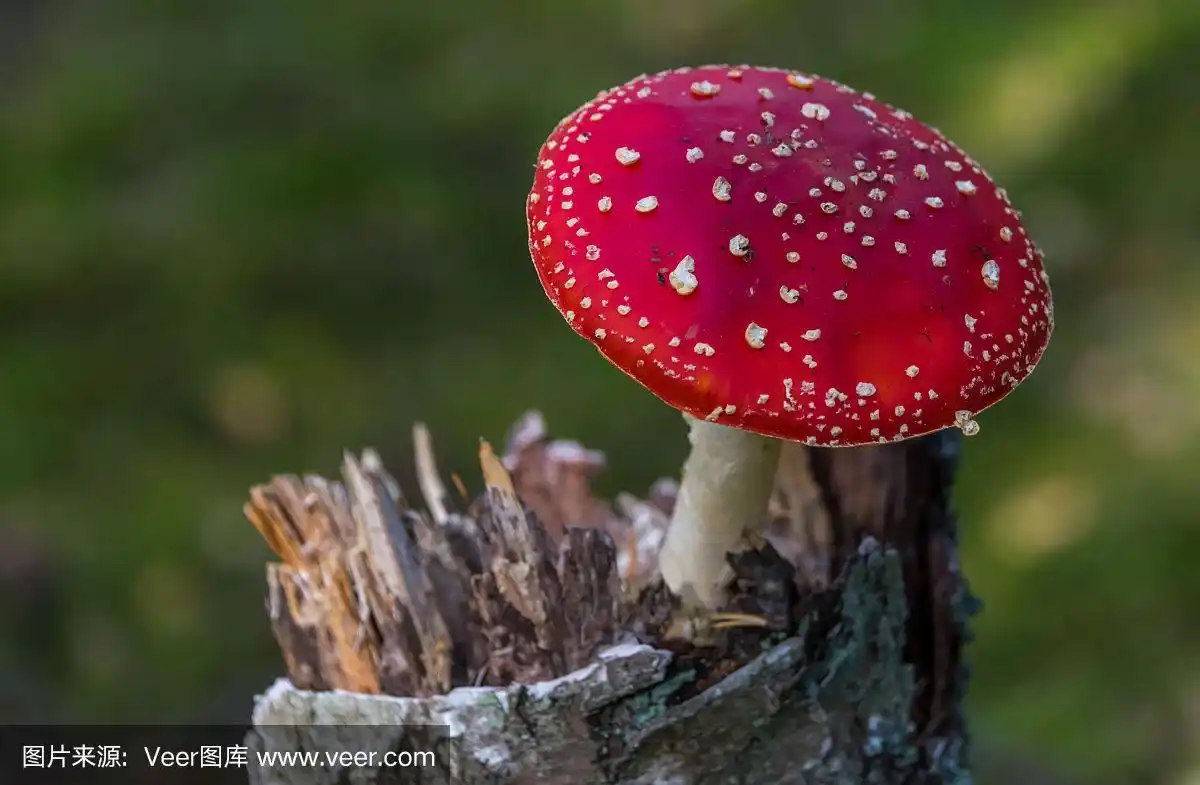 白色,红色,秋天,毒蝇菇,毒蘑菇