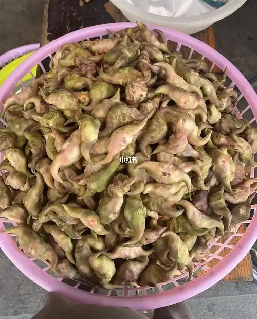 正宗三垟湿地白菱角开卖啦