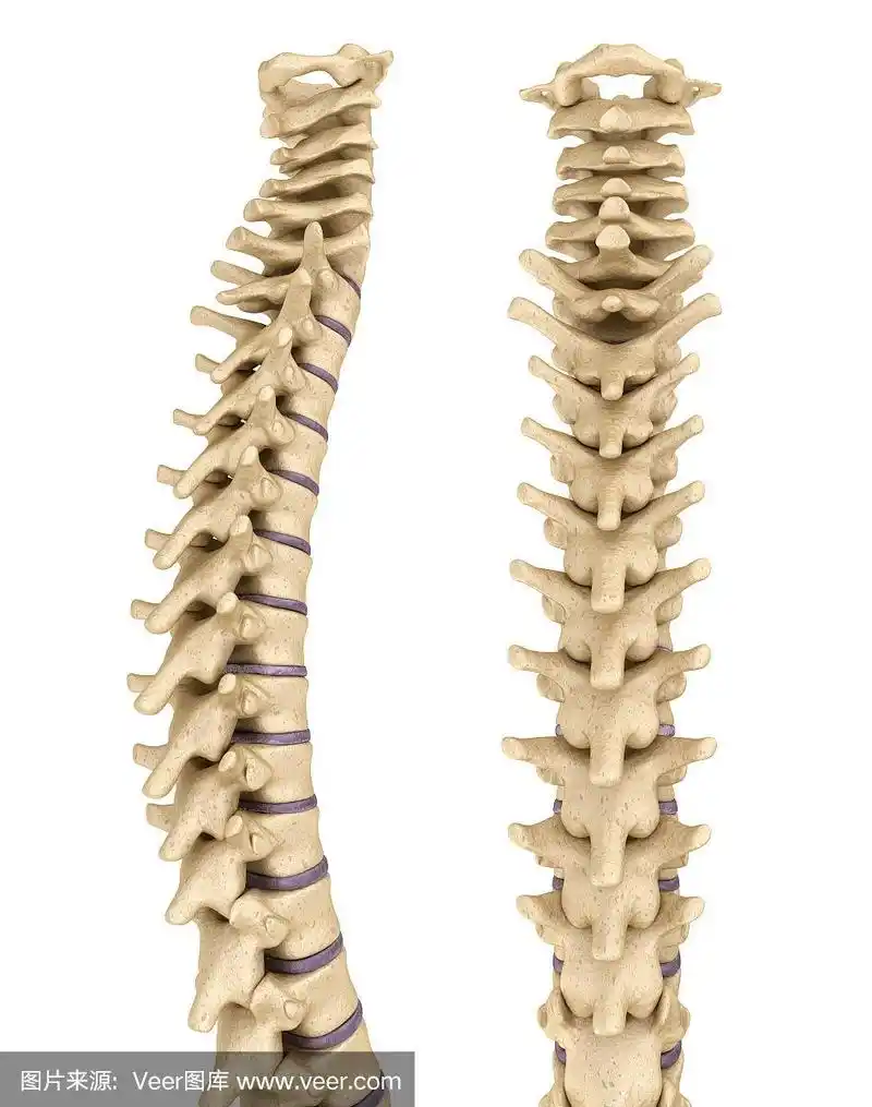 医学上精确的人体脊柱3d渲染插图