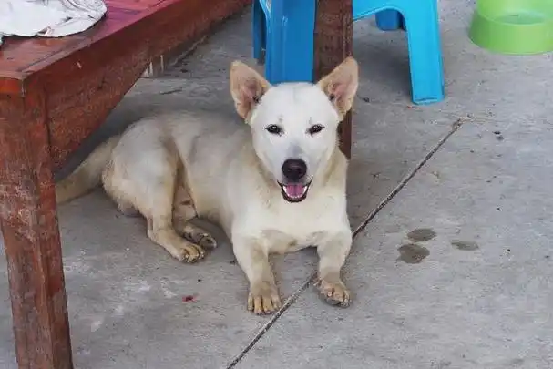 《为什么串串土狗长不大?原来这些因素影响着它们的成长!》